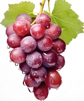 fresh grape
