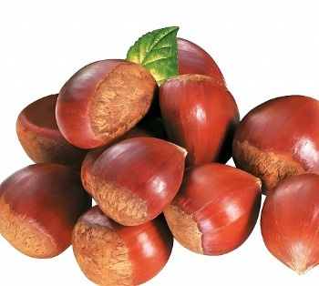 fresh chestnut